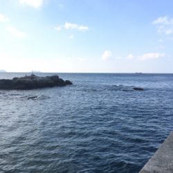 サビキ  コッパグレ  イワシ