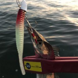 今日は、ワインドＤＡＹ