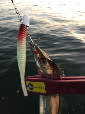 今日は、ワインドＤＡＹ