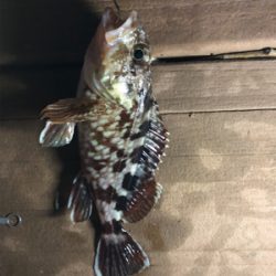 今日はアタリが少なかったです