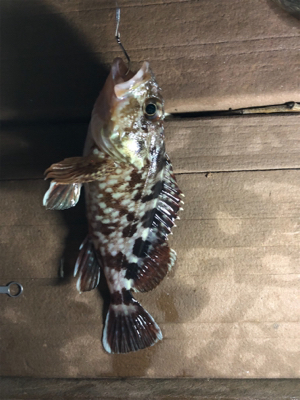 今日はアタリが少なかったです