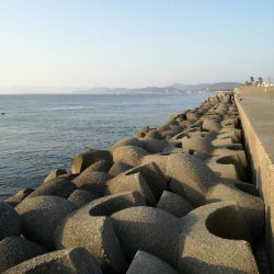 なんとかボウズ回避