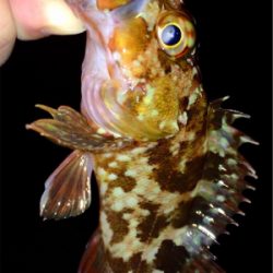 メバリンガー1800〜1920