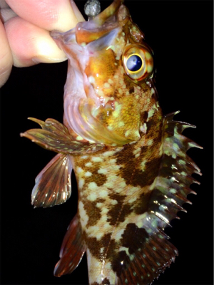 メバリンガー1800〜1920