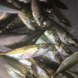 ナイトアジング/サーベリング☆GUNNING-STYLE