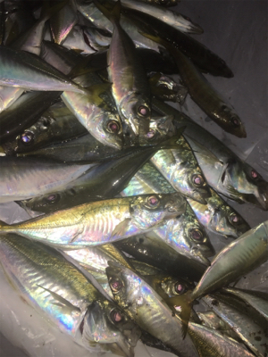 ナイトアジング/サーベリング☆GUNNING-STYLE