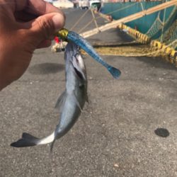 朝太刀魚と昼チーバス