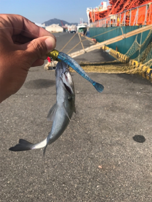 朝太刀魚と昼チーバス