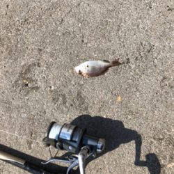 秋の波止フカセ魚種多彩だが？