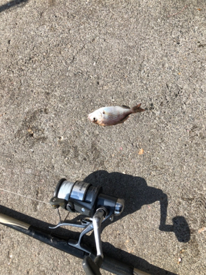 秋の波止フカセ魚種多彩だが？