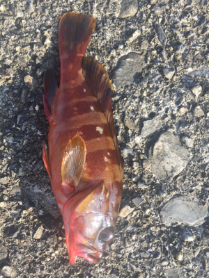 五目釣り  尻尾ないアコウ