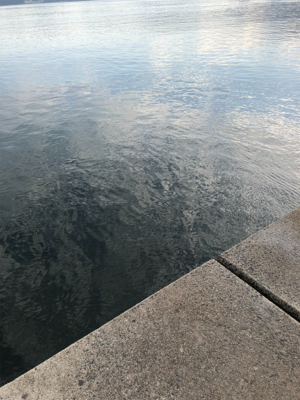 エソときどきサゴシ