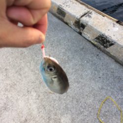 癒しのアジング