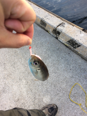 癒しのアジング