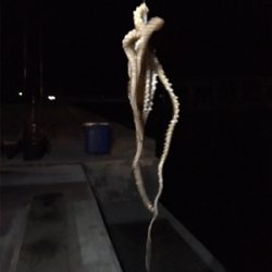 タッチー、タッコー、チーバッスー