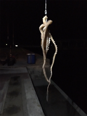 タッチー、タッコー、チーバッスー