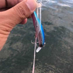 出遅れ太刀魚間に合った