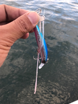 出遅れ太刀魚間に合った