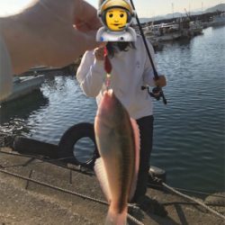 ライトゲームin御所浦