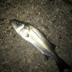 名港ライトゲーム