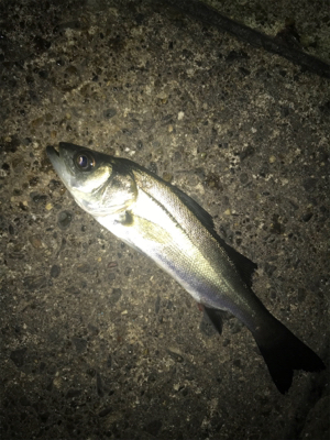 名港ライトゲーム