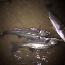 シーバスバイト多発♪