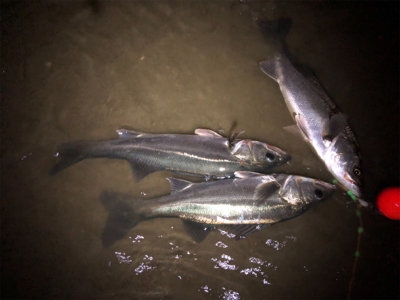 シーバスバイト多発♪