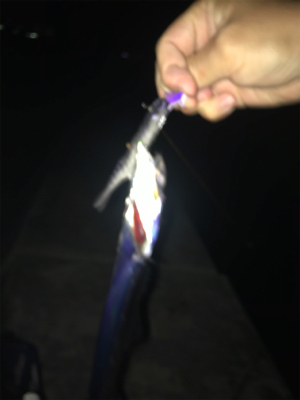 ニューメソッド追加‼︎ タチウオにも効くかも⁉︎