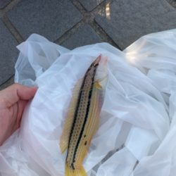 餌釣りとメバリング