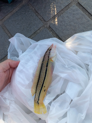 餌釣りとメバリング