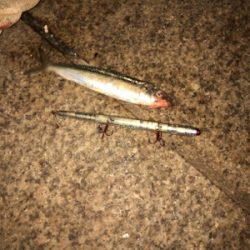 マイワシとサヨリパターン