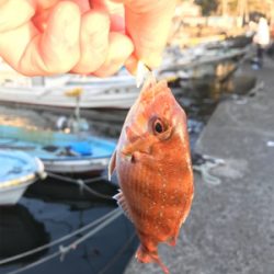 マイクロジグでのライトゲーム