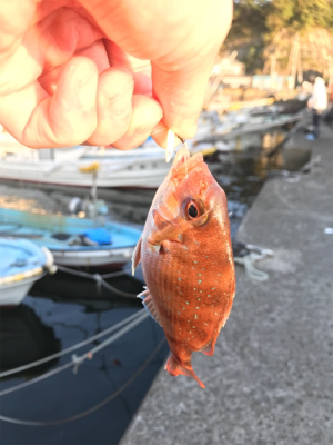 マイクロジグでのライトゲーム