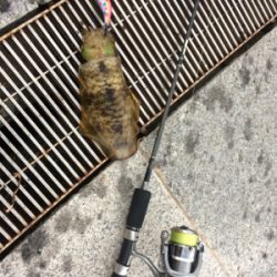 タチのちアオリ