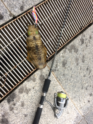 タチのちアオリ