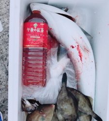 サビキからのノマセ