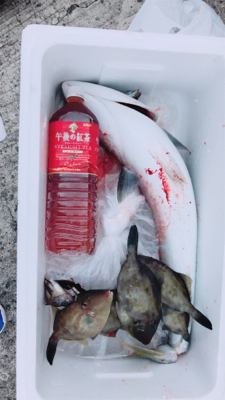 サビキからのノマセ