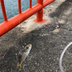 久々にホームグランドでノマセ釣り