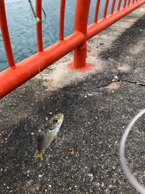 久々にホームグランドでノマセ釣り