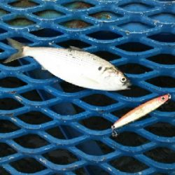 ジグでコノシロ4.5.6.7.8.9.10.11