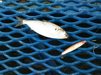 ジグでコノシロ4.5.6.7.8.9.10.11