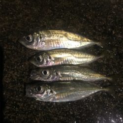 ナイトアジング