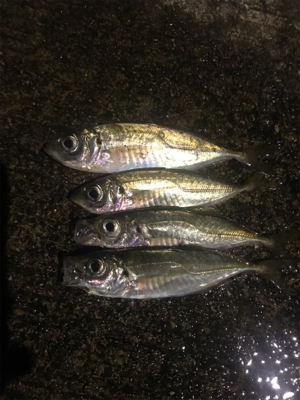 ナイトアジング