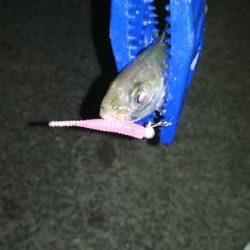 ナイトアジング