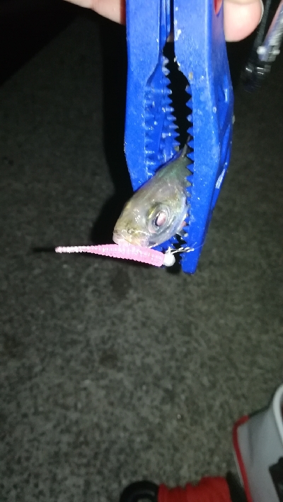 ナイトアジング