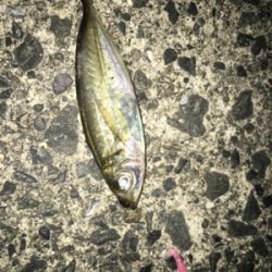 ナイトアジング