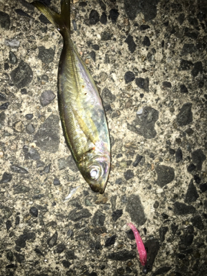 ナイトアジング