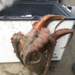 激渋太刀魚攻略とメタルジグ大ダコ！！