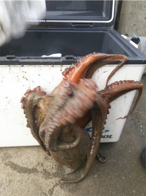 激渋太刀魚攻略とメタルジグ大ダコ！！