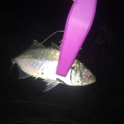 大阪湾奥アジング ビッグゲスト